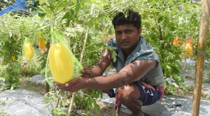 হলুদ তরমুজের ভাল ফলন আশাবাদি করছে চাষিদের