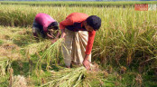 সোনারঙা ধান ঘরে তুলতে ব্যস্ত কৃষক 

